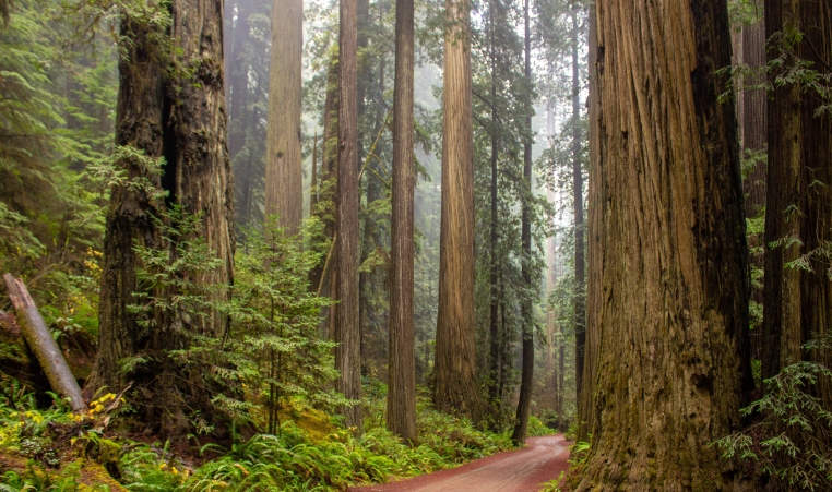 Photo of trees