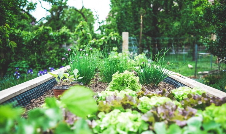 Edible Garden
