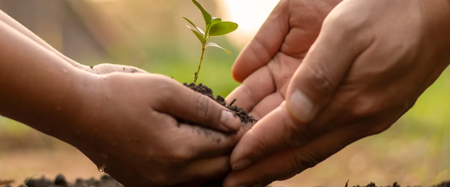 hands holding a seedline