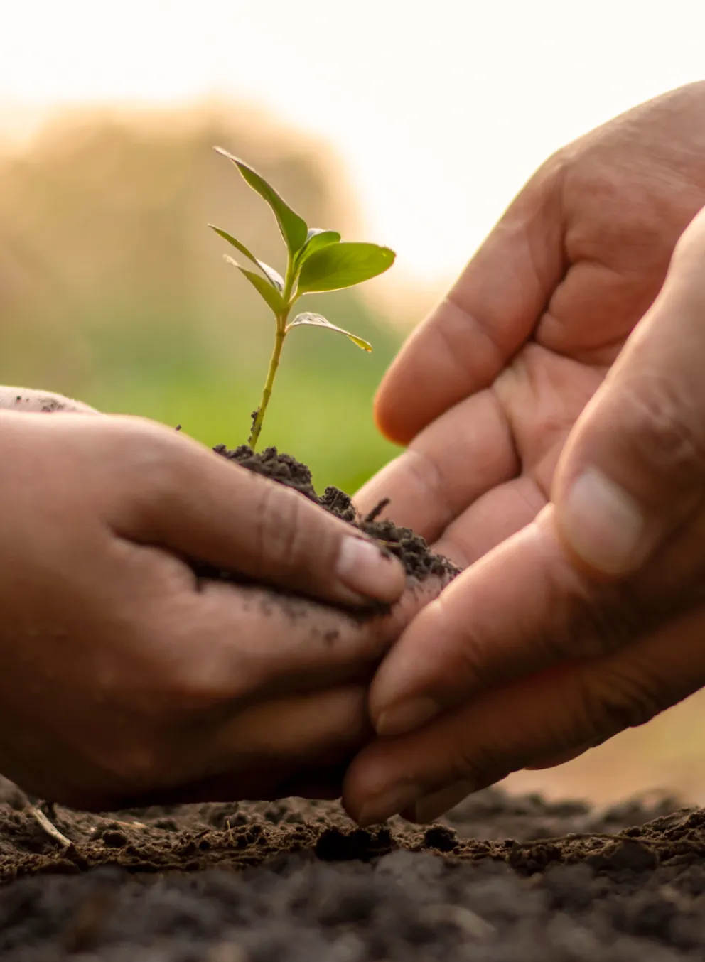 hands holding a seedline