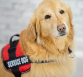 Help the next class of service dogs get accustomed to different environments!